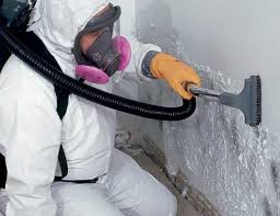 Best Attic Mold Removal in Fall City, WA